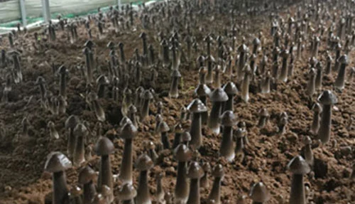 Termite Mushroom Cultivation