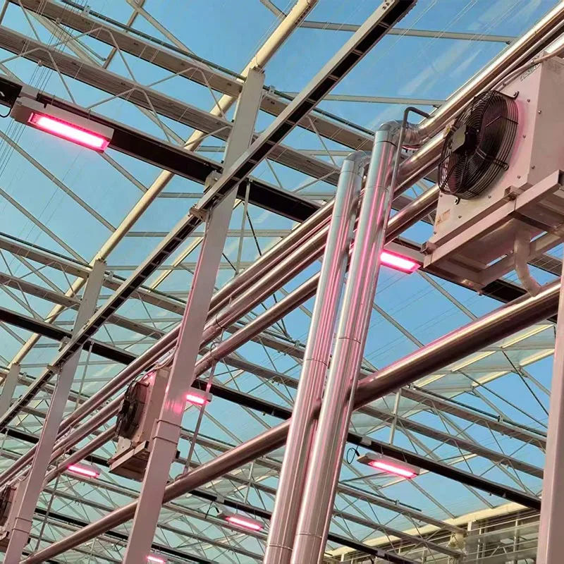 Greenhouse of Vegetables