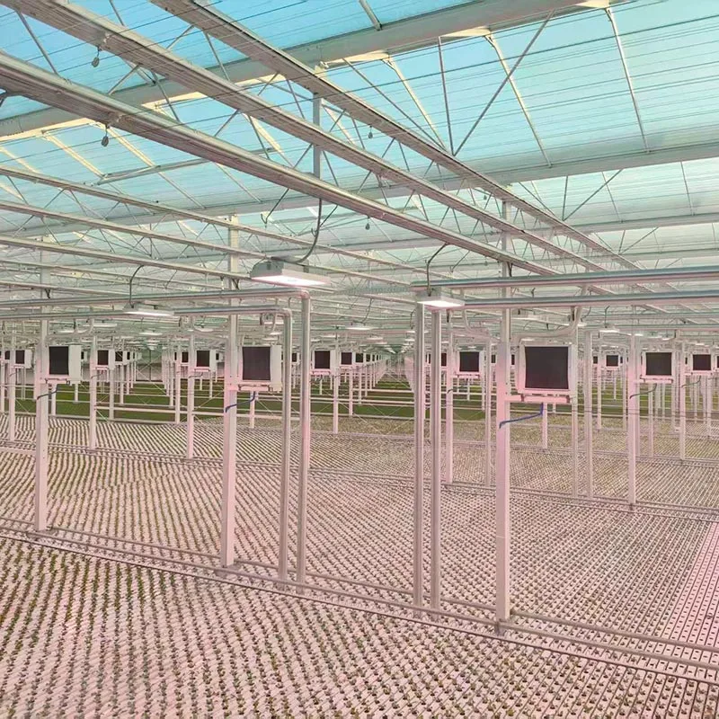 Greenhouse of Vegetables